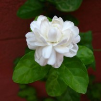 Жасмин Самбак (Jasminum sambac) Жасмин Самбак (Jasminum sambac)