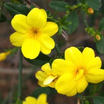 Жасмин первоцветный (Jasminum primulinum) Жасмин первоцветный (Jasminum primulinum)