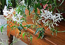Жасмин лекарственный (Jasminum officinale)