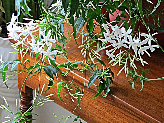 Жасмин лекарственный (Jasminum officinale) Жасмин лекарственный (Jasminum officinale)