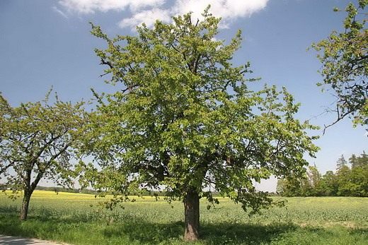 Черешня (Prunus avium) © Prazak Черешня (Prunus avium)