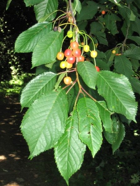Черешня (Prunus avium) Черешня (Prunus avium)