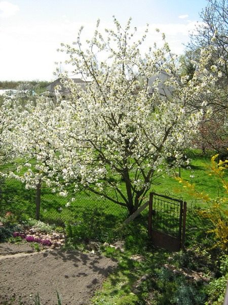Черешня (Prunus avium) Черешня (Prunus avium)