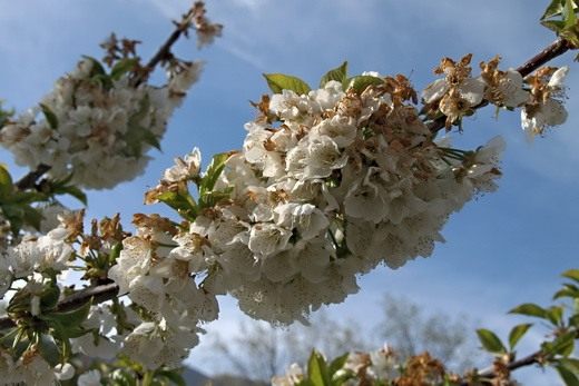 Черешня (Prunus avium) Черешня (Prunus avium)