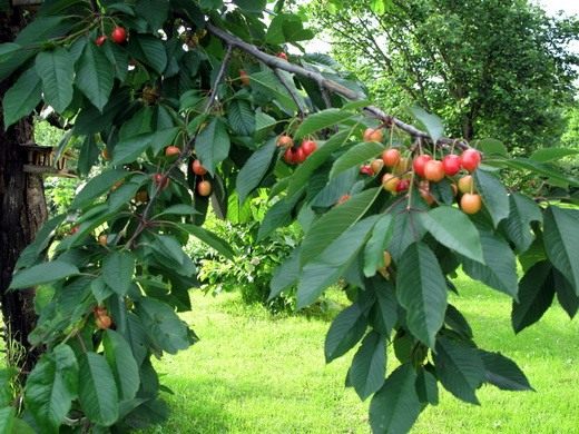 Черешня (Prunus avium) Черешня (Prunus avium)