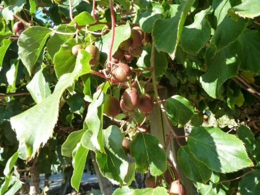 Актинидия острая (Actinidia arguta) Актинидия острая (Actinidia arguta)