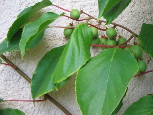 Актинидия острая (Actinidia arguta) Актинидия острая (Actinidia arguta)