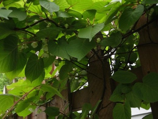Актинидия коломикта, или крыжовник амурский (Actinidia kolomikta) Актинидия коломикта, или крыжовник амурский (Actinidia kolomikta)