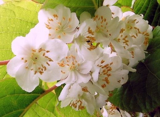 Цветки Актинидии коломикта, или крыжовника амурского (Actinidia kolomikta) Цветки Актинидии коломикта, или крыжовника амурского (Actinidia kolomikta)