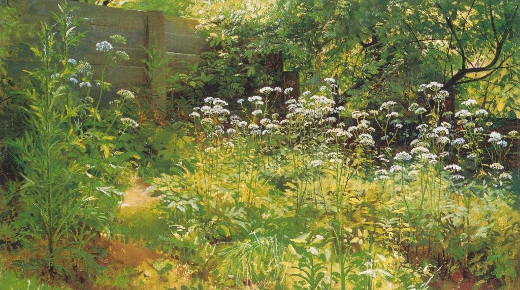 Сныть — целебный сорняк. Полезные свойства. Борьба. Фото — Ботаничка.ru