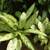 Аглаонема изменённая, или Аглаонема переменчивая (Aglaonema commutatum) Аглаонема изменённая, или Аглаонема переменчивая (Aglaonema commutatum)