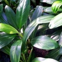 Аглаонема блестящая (Aglaonema nitidum) Аглаонема блестящая (Aglaonema nitidum)