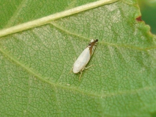Цикадка Aguriahana stellulata