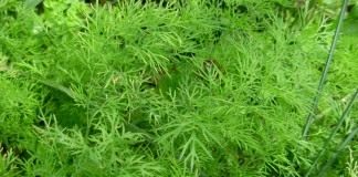 Укроп пахучий, или Укроп огородный (Anethum graveolens)