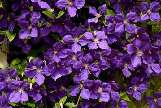 Клематис Жакмана (Clematis jackmanii)