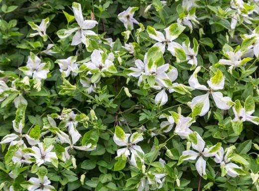 Клематис фиолетовый, или Клематис виноградничковый (Clematis viticella)