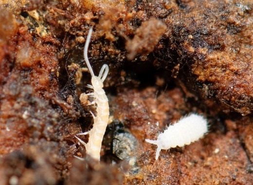 Многоножка из класса Симфилы (Symphyla) и коллембола Poduromorpha Многоножка из класса Симфилы (Symphyla) и коллембола Poduromorpha