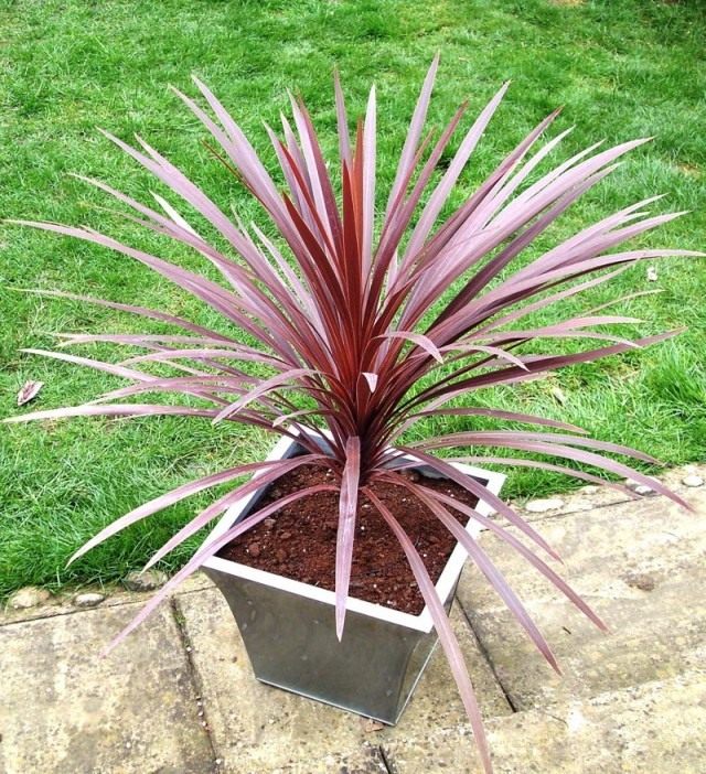 Кордилина южная (Cordyline australis) Кордилина южная (Cordyline australis)