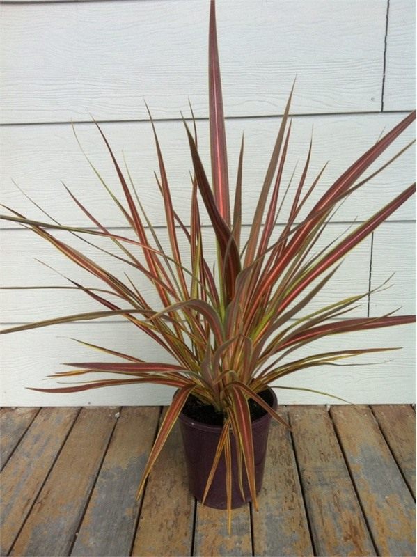 Кордилина Бенкса (Cordyline banksii) Кордилина Бенкса (Cordyline banksii)