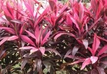 Горделивая кордилина - Комнатные растения Кордилина верхушечная (Cordyline terminalis), или Кордилина кустарниковая (Cordyline fruticosa)