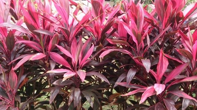 Кордилина верхушечная (Cordyline terminalis), или Кордилина кустарниковая (Cordyline fruticosa) Кордилина верхушечная (Cordyline terminalis), или Кордилина кустарниковая (Cordyline fruticosa)
