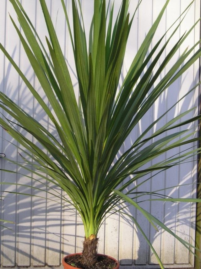 Кордилина неразделенная (Cordyline indivisa) Кордилина неразделенная (Cordyline indivisa)