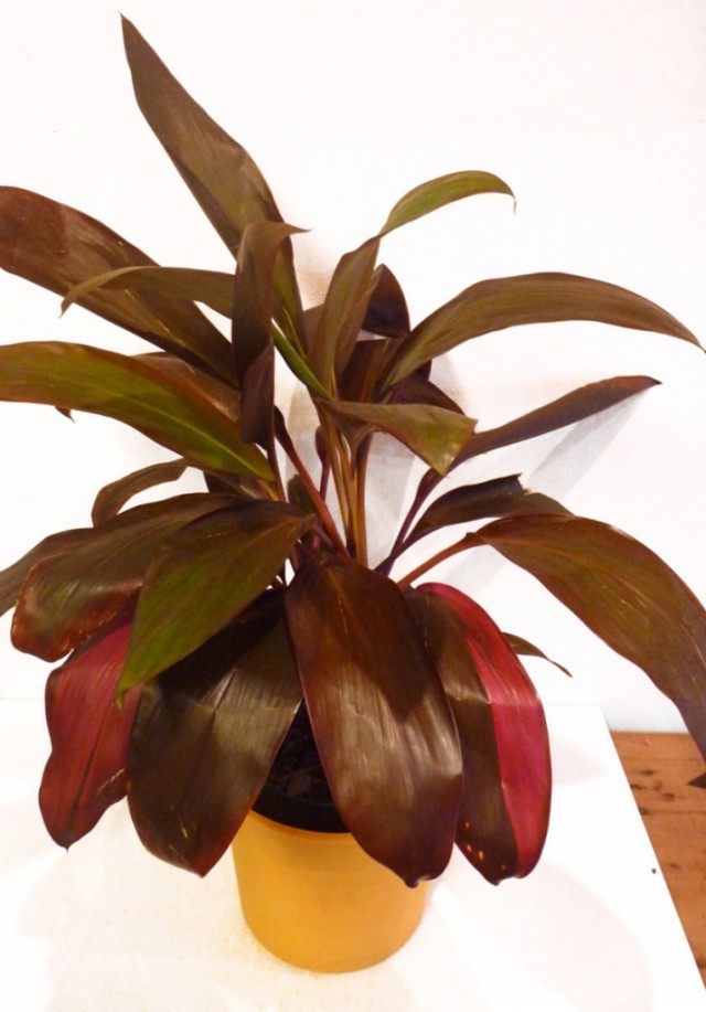 Кордилина красная (Cordyline rubra) Кордилина красная (Cordyline rubra)