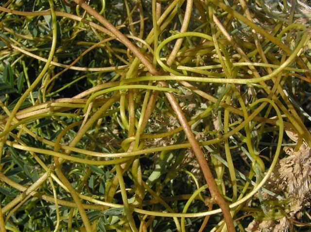 Повилика одностолбиковая (Cuscuta monogyna) Повилика одностолбиковая (Cuscuta monogyna)
