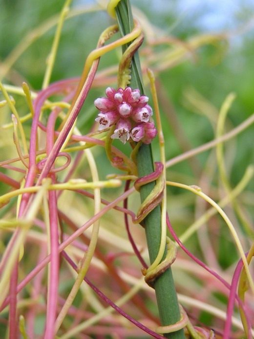 Повилика европейская (Cuscuta europaea)