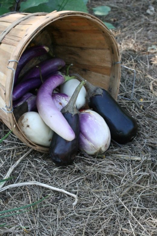 Баклажаны Баклажаны