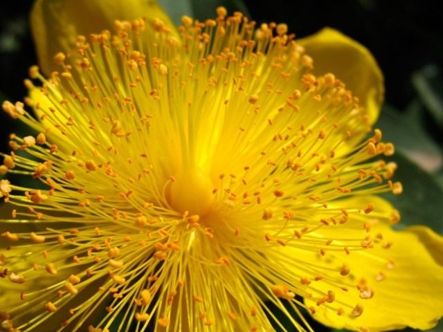 Зверобой чашечковидный (Hypericum calycinum) Зверобой чашечковидный (Hypericum calycinum)