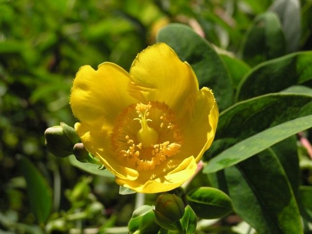 Зверобой кожистый (Hypericum coris) Зверобой кожистый (Hypericum coris)