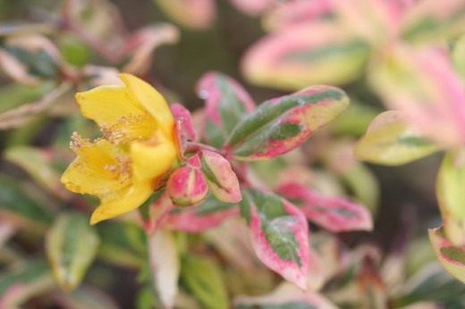 Зверобой Мозера (Hypericum х moserianum) 'Tricolor' Зверобой Мозера (Hypericum х moserianum) 'Tricolor'