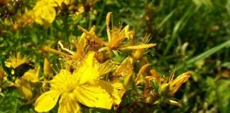 Зверобой продырявленный (Hypericum perforatum)