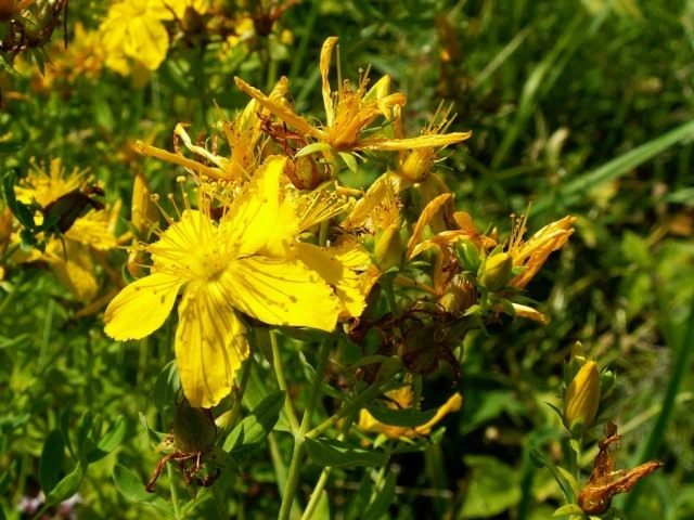Зверобой продырявленный (Hypericum perforatum) Зверобой продырявленный (Hypericum perforatum)