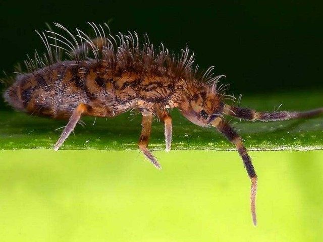 Ногохвостка Orchesella villosa