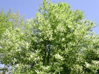 Черёмуха поздняя (Prunus serotina) Черёмуха поздняя (Prunus serotina)