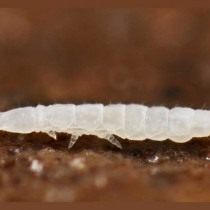 Коллембола род Paratullbergia callipygos подсемейства Онихиуриды (Onychiuridae) Коллембола род Paratullbergia callipygos подсемейства Онихиуриды (Onychiuridae)