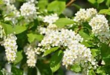 Черёмуха обыкновенная (Prunus padus)