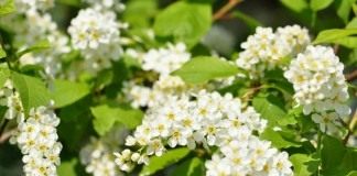 Черёмуха обыкновенная (Prunus padus)