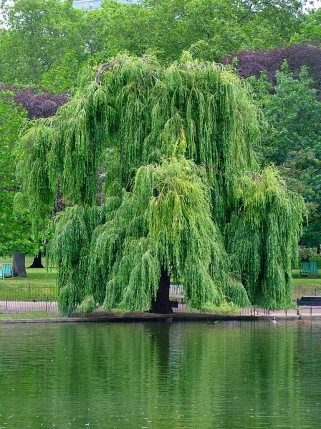 Плакучая форма Salix × sepulcralis Плакучая форма Salix × sepulcralis