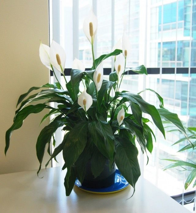 Спатифиллум Уоллиса (Spathiphyllum wallisii) Спатифиллюм Уоллиса (Spathiphyllum wallisii)