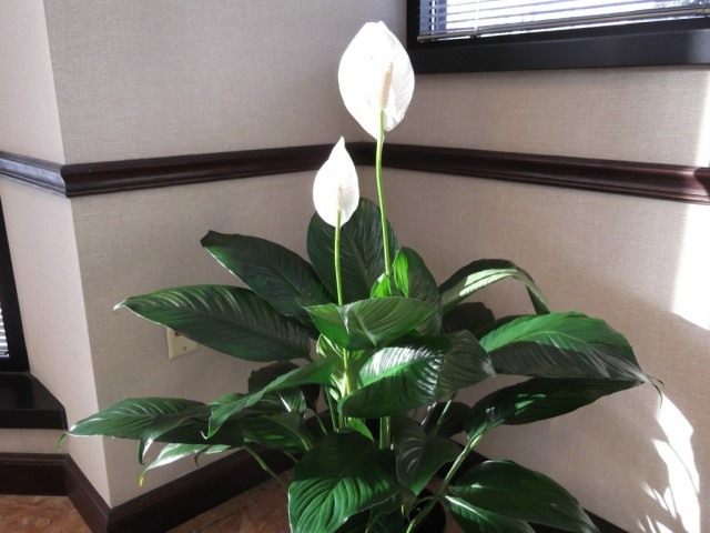 Спатифиллум (Spathiphyllum) Спатифиллюм