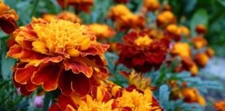 Бархатцы (Tagetes)