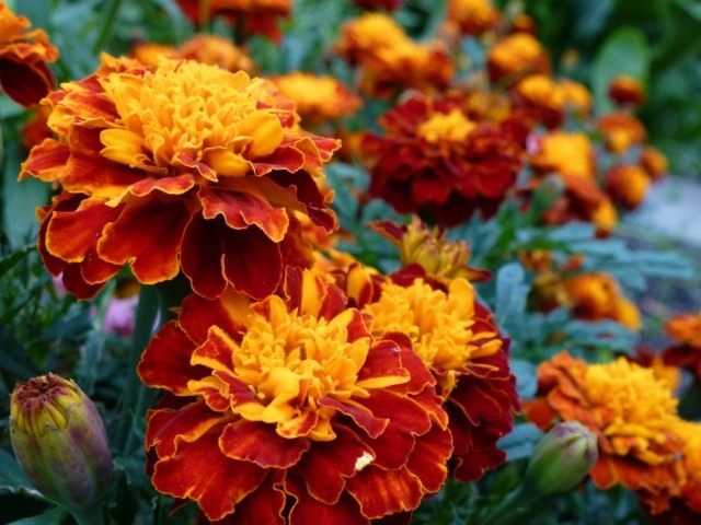 Бархатцы (Tagetes) Бархатцы (Tagetes)