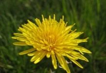Одуванчик лекарственный (Taraxacum officinale)
