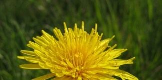 Одуванчик лекарственный (Taraxacum officinale)