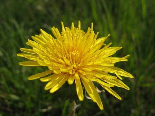 Одуванчик лекарственный (Taraxacum officinale) Одуванчик лекарственный (Taraxacum officinale)