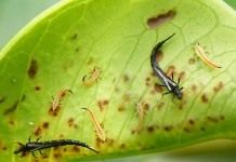 Боремся с трипсами! - Комнатные растения Трипсы, или пузыреногие (лат. Thysanoptera)