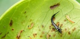 Трипсы, или пузыреногие (лат. Thysanoptera)